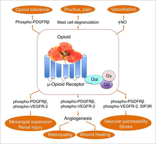 Figure 2. μ-Opioid receptor–mediated mechanisms and functions of opioids relevant to sickle cell disease. Binding of opioids to μ-opioid receptors activates multiple signaling pathways that may exaggerate several complications, including increased vascular permeability, endothelial specific activity, stroke, vasodilation, opioid tolerance, retinopathy, renal pathology, and hyperalgesia. The center poppy represents analgesic opioids, including morphine, hydromorphone, and fentanyl. SIP3R, sphingosine 1 phosphate receptor 3.