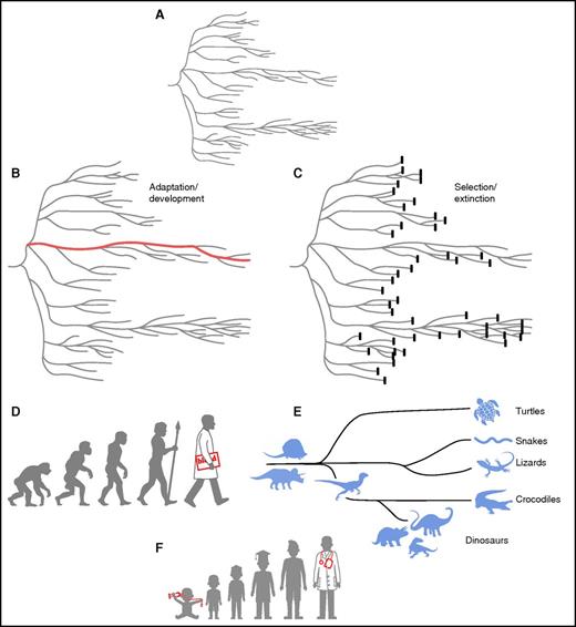 Figure 1. Depictions of Darwinian evolution (after Gould33). The classic phylogenetic tree (A) entails both adaptation (B) and elimination (C). Emphasis is commonly on the former, ontogeny, as in the display of precursors of current forms of life, with the development of modern man the paragon (D). Natural selection, however, produces many extinct species; the enormous variety and abundance of dinosaur species are underrepresented in the family tree of reptiles, and the diversity of surviving species of this class is limited (E). As Gould emphasized, our focus is on the living end product, not the lost dead ends. A physician’s parents proudly frame the baby picture with stethoscope (F), but most childhood fantasies are not fulfilled and indeed forgotten. These views of evolution apply not only to species and individual organisms but also to diverse cells and cell populations within the bone marrow.