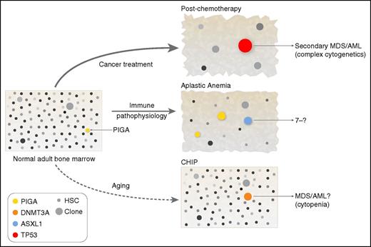 Figure 2. Clonal hematopoiesis and the environment. The bone marrow contains large numbers of cells (difficult to depict graphically), which by adulthood have stochastically accumulated mutations, most presumably without biological consequence (these cells and clones are shown with variable gray shading). By chance alone, mutations will also occur in genes that do affect function; a cell mutated in the PIGA gene is shown in normal adult bone marrow, because there is experimental evidence that such cells can be isolated from healthy donors.61 Whether such mutated cells expand to clones is highly dependent on extrinsic conditions. Chemotherapy is the most dramatic example of an environmental perturbation, shrinking (temporarily) the stem and progenitor compartment, effecting genotoxicity, and producing immediate regenerative stress. Selective pressure of the chemotherapy environment favors cells resistant to apoptotic signals, as has been demonstrated for TP53-mutated clones.91,92,97 In immune bone marrow failure, cells not recognized or resistant to immune destruction would be favored: PIGA-mutated cells and cells that have partially lost HLA genes. Additionally, an environment enriched for hematopoietic growth factors and other proliferative signals would allow passive accumulation of cells that normally respond poorly to such stimuli. The aging environment is not yet fully defined, but clonal hematopoiesis likely reflects a diminished stem-cell pool and a lifetime of intermittent inflammation and concurrent diseases, toxic exposures, and many other factors (Figure 3). HSC, hematopoietic stem cell.