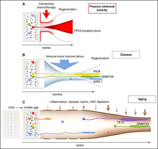 Figure 3. Dynamics of clonal selection. Time and the environment are emphasized in this visualization of hematopoiesis, following the classic diagrams of clonal evolution in myelodysplasia and AML.37 (A) Cytotoxic chemotherapy produces an acute reduction in hematopoiesis because of strong cell toxicity, in which survival of a cell resistant to apoptotic signals is strongly favored. (B) In immune bone marrow failure, as in AA and hypoplastic MDS, cells resistant to immune attack will be favored, as will cells that thrive in a regenerative environment depleted of normal progenitors but rich in hematopoietic growth factors. (C) Many poorly defined factors likely influence clonal selection with aging. Remarkably, of genes identified as recurrently mutated in myeloid malignancies, limited cassettes are mutated under these environmental stresses: TP53 after chemotherapy; DNMT3A, ASXL1, and BCOR (and PIGA, not a leukemia gene) in aplastic anemia; and TET2, DNMT3A, and ASXL1 in CHIP. HSC, hematopoietic stem cell.