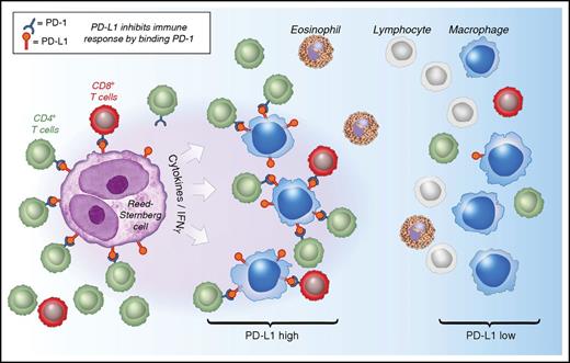 Model of interactions between PD-1 and PD-L1 in CHL. See Figure 6 in the article by Carey et al that begins on page 2420.