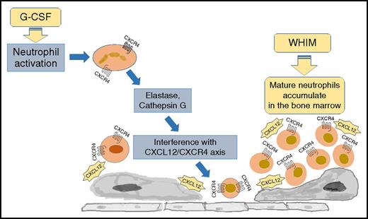 Figure 1. The pathogenesis of neutropenia in WHIM syndrome. WHIM syndrome is characterized by neutropenia, lymphopenia, and monocytopenia despite hypercellular bone marrow (myelokathexis). The disease is caused by heterozygous mutations of CXCR4 resulting in a carboxy-terminus truncation of the receptor. Because of the peptide truncation, the receptor becomes hyperresponsive to the ligand CXCL12, resulting in the accumulation of mature neutrophils in the bone marrow. The treatment with granulocyte colony-stimulating factor (G-CSF) results in the downregulation of CXCR4 and a decreased cell responsiveness to CXCL12, promoting neutrophil mobilization from the bone marrow to the peripheral blood.