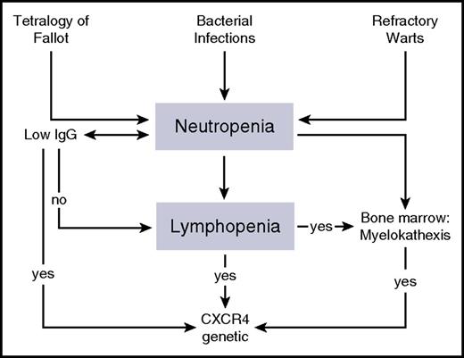 Figure 2. A diagnostic flowchart of WHIM syndrome. WHIM syndrome should be suspected in patients with bacterial infections, refractory warts, or congenital heart defects, such as tetralogy of Fallot. The analysis of leukocyte counts in subjects with possible WHIM syndrome can reveal severe neutropenia (ANC reduced to below 500 cells per µL), monocytopenia, and lymphopenia, while immunoglobulin levels are not affected in all of the patients. Although myelokathexis can be observed in the majority of WHIM patients, CXCR4 genetic analysis should be performed in any patient with lymphopenia and neutropenia, despite whether the patient has a normal bone marrow morphology.