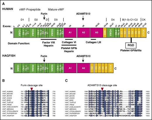 Figure 1. Domain structure of human and hagfish VWF. (A) Schematic representation of the overall domain structure of human and hagfish VWF based on recently revised domain assignments.28 Shown are annotations of the furin cleavage site (solid arrow), the heparin, FVIII, GPIbα, and collagen binding sites, the RGD recognition site for GPIIb/IIIa, the ADAMTS13 cleavage site (dashed arrow), and known human exons. Note that hagfish Vwf lacks the A3 domain and the large adjacent multidomain region, D4N-VWD4-C8-4-TIL-4-C1.C, C-terminal end; N, N-terminal end. (B) Amino acid alignments of VWF sequences from varied vertebrate species at the furin cleavage site (red arrowhead). (C) Amino acid alignments of VWF sequences from varied vertebrate species at the ADAMTS13 cleavage site (red arrowhead). ADAMTS13, a disintegrin and metalloproteinase with thrombospondin motifs 13; RGD, Arg-Gly-Asp.