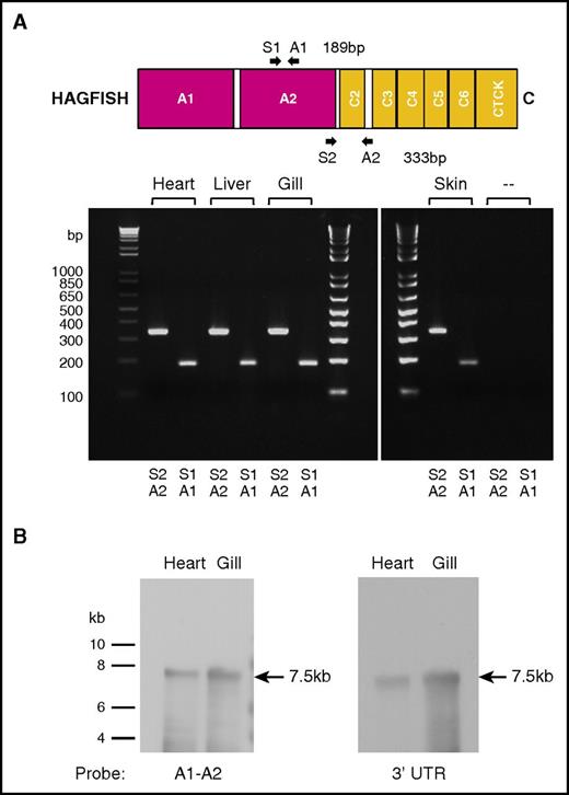 Figure 2. Hagfish vwf is expressed as a single gene product. (A) PCR primer pairs A1/S1 and A2/S2 (supplemental Table 1) were used to generate DNA products from the A2 domain or from a region of the A2 domain to the C2-C3 spacer from hagfish vwf cDNA prepared by reverse transcription from hagfish heart, liver, gill, and skin RNA. Only the expected 189-bp and 333-bp PCR products were observed on agarose gel analysis. (‐‐) Control reactions without template cDNA. (B) Northern blot hybridization of hagfish RNA from heart and gill with probes that spanned either the A1-A2 region or the 3′ untranslated region (UTR) from the hagfish vwf gene (supplemental Table 1). A single 7.5-kb transcript is observed in both heart and gill.