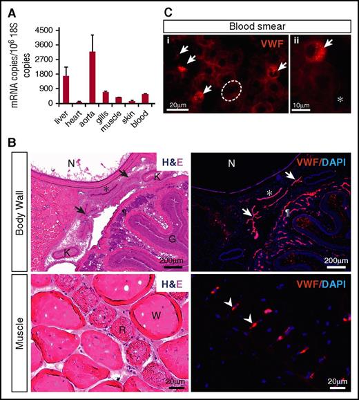 Figure 3. Hagfish Vwf is expressed in endothelium and peripheral blood. (A) qPCR analysis of hemostatic factors in hagfish organs and blood. mRNA expression is represented as copy number per 106 18S copies. Data are presented as mean ± standard deviation (SD) (n = 3 fish). (B) Serial sections of the body wall and muscle of hagfish stained with hematoxylin and eosin (H&E) (left) and processed for immunofluorescence staining using polyclonal anti-human VWF antibody (right). Nuclei are stained with 4′,6-diamidino-2-phenylindole (DAPI). Positive Vwf staining is observed in the aorta (*), posterior cardinal veins (arrows), capillaries of the intestinal wall (¶), and capillaries surrounding red muscle fibers (arrowheads). All stain and magnification information for photomicrographs is provided in the supplemental Material. G, gut lumen; K, kidney; N, notochord; R, red muscle fiber; W, white muscle fiber. (C) Fluorescence microscopy images of hagfish blood processed for immunofluorescence staining of Vwf using polyclonal anti-human VWF antibody. Left image (i) shows 4 Vwf-positive cells (arrows), which are smaller than neighboring Vwf-negative erythrocytes (1 of these is outlined in white). Right image (ii) is a higher-power view showing the punctate staining pattern of a Vwf-positive cell surrounded by Vwf-negative erythrocytes and spindle cells. All stain and magnification information for photomicrographs is provided in the supplemental Material. *Representative spindle cell. See supplemental Figure 4C-D for greater detail of negatively stained cells.