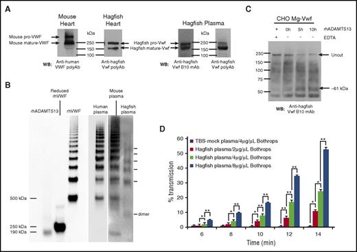 Figure 5. Hagfish Vwf processing, plasma multimers, ADAMTS13 cleavage, and platelet aggregation. (A) Western blot (WB) of heart lysates from mouse or hagfish using polyclonal anti-human VWF antibody (Dako) or monoclonal anti-hagfish VWF antibody (B10), and of hagfish plasma using either monoclonal anti-hagfish Vwf antibody (B10) or polyclonal anti-hagfish Vwf antibody. Shown are bands whose sizes are consistent with mouse pro-VWF (∼300 kDa) and mature VWF (∼250 kDa), or hagfish pro-VWF (∼240 kDa) and mature VWF (∼165 kDa). (B) Human, mouse, and hagfish plasma proteins were separated on a nonreducing 1.5% agarose gel. Western blotting was carried out with polyclonal anti-human VWF antibody (Dako) alongside molecular weight marking samples of reduced and nonreduced recombinant human VWF (rhVWF) and recombinant human ADAMTS13 (rhADAMTS13). (C) Samples of hagfish Vwf from expressing CHO-cell lysates in 1.5 M urea buffer were incubated for up to 10 hours with 70 nM of full-length recombinant human ADAMTS13 with (+) or without (−) 15 mM EDTA. Note the significant reduction of the ∼240-kDa pro-Vwf band in the presence of ADAMTS13 and the appearance of a C-terminal cleavage product (∼61 kDa) detected with monoclonal anti-hagfish B10 antibody raised against C-terminal Vwf sequence. (D) Thrombocyte-rich and thrombocyte-poor plasma was prepared from ∼12 hagfish animals and measured for thrombocyte aggregation as measured by light transmission over time. Thrombocytes resuspended in thrombocyte-poor plasma were equilibrated for 2 minutes at 37°C with stirring and then incubated with varying concentrations of botrocetin (B jararaca snake venom). Thrombocyte agglutination was monitored over time (reported as minutes following addition of botrocetin) using a dual-channel optical aggregometer. Data represent the mean and SD from 3 independent experiments. Statistical analysis was carried out using paired Student t test (*P ≤ .5; **P ≤ .005). polyAB, polyclonal antibody; TBS, Tris-buffered saline; WB, western blot.