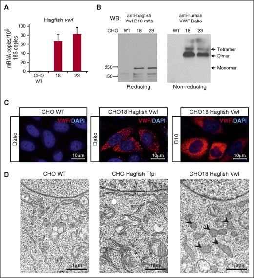 Figure 6. Hagfish VWF forms multimers in mammalian cell culture. (A) qPCR analysis of hagfish vwf in untransfected CHO cells (CHO WT) and CHO cells stably transfected with hagfish vwf (clones 18 and 23). mRNA expression is represented as copy number per 106 18S copies. Data are presented as mean ± SD (n = 3 fish). (B) Heterologous expression of hagfish Vwf in CHO cell culture visualized by western blotting of whole-cell lysates on reducing or nonreducing SDS-PAGE with B10 anti-hagfish mAb or Dako anti-human pAb, as indicated. (C) Representative confocal laser scanning microscopy images of control CHO cells (CHO WT) or CHO cells stably transfected with hagfish Vwf (CHO18 Hagfish Vwf) processed for staining of Vwf using polyclonal anti-human VWF antibody (Dako) or monoclonal anti-hagfish Vwf antibody (B10). All stain and magnification information for photomicrographs is provided in the supplemental Material. (D) Electron micrographs of control CHO cells (CHO WT) and CHO cells expressing hagfish tissue factor pathway inhibitor (CHO Hagfish Tfpi) or hagfish Vwf (CHO18 Hagfish Vwf). Nucleus appears at the top of each cell. Note the large irregularly shaped organelles (arrowheads) in the Vwf-expressing cells which contain electron dense material.