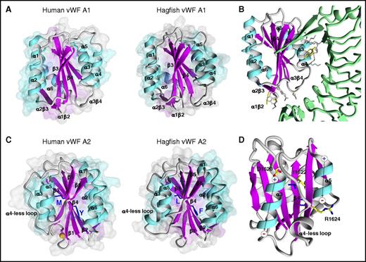 Figure 7. Hagfish VWF A1 and A2 domain structures. (A) Comparative model of hagfish A1 (backbone ribbon representation on surface volume renderings) in comparison with the experimentally determined human A1 structure (PDB ID 1AUQ). The structures are highly superimposable with the exception of α4, where hagfish is truncated by 4 residues, similar to known bird, amphibian, and fish sequences, impacting the length of the helix and β4α4 loop conformation. (B) Superimposition of the hagfish A1 onto experimentally determined human A1 bound to GPIbα (green ribbon) (PDB ID 3SQ0). The many amino acids shown to contribute to the GPIbα binding interface that are conserved in hagfish A1 are highlighted (gray sticks) along with those few not conserved in hagfish A1 (yellow sticks). In addition, charge is conserved between hagfish and human among 5 of the 7 electrostatically charged residues, as is the hydrophobic character of 3 of 4 residues. (C) Comparative model structure of hagfish A2 in comparison with the experimentally determined human A2 structure (PDB ID 3ZQK). Like human, hagfish A2 is distinguished from other VWA domains by a relatively long unstructured loop at helix 4 (α4). (D) Modeling of the α4-less loop environment in hagfish A2. The α3- and α5-helix dipole moments are symbolized. The strictly conserved buried hydrophobic I1622 side chain atoms, and D1620 N-cap and R1624 C-cap side chain atoms are shown (yellow sticks). Although the hagfish α4-less region contains 5 additional residues compared with human, the α4-less loop environment is well conserved.