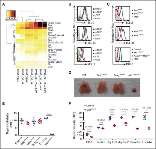 Figure 1. Loss of MCL-1 in TEC precipitates thymic hypoplasia. (A) Heat map of BCL-2 family member expression in the indicated TEC subsets from 1- or 4-week-old wild-type (WT) or Aire−/− mice as assessed by RNA sequencing (n = 2). TEC subsets and genes are hierarchically clustered by Pearson correlation and Euclidean distance, respectively. Genes encoding prosurvival proteins are highlighted in blue. (B) Histograms of flow cytometric analysis of BCL-2 (top), BCL-XL (middle), and MCL-1 levels (bottom) in TEC subsets from 2-month-old WT mice. (C) Histograms of flow cytometric analysis of BCL-2 (top), BCL-XL (middle), and MCL-1 (bottom) expression in CD45−EpCAM+MHC II+ TECs isolated from day 9, 1 month, and E15.5 embryos, respectively, of the indicated genotypes. (D) Pictures of thymi from 2-month-old female mice of the indicated genotypes. (E) Thymic cellularity of 2-month-old mice of the indicated genotypes. (F) Thymic cellularity of controls (blue circles) and Mcl1ΔFoxn1 (red squares) mice at various ages. The numbers in parentheses indicate the mean fold change in thymic cellularity (controls/Mcl1ΔFoxn1 mice). Data representative of at least 2 independent experiments are shown. Graph bars indicate mean ± standard error of the mean (SEM), and groups were compared with a Student t test (2 sided, unpaired). *P < .05; **P < .01; ***P < .001; ****P < .0001. The control group includes various combinations of genotypes (Foxn1Cre/+Mcl1+/+, Foxn1+/+Mcl1lox/+, Foxn1+/+Mcl1lox/lox, Foxn1Cre/+Mcl1lox/+) that showed no differences from each other in separate experiments (n ≥ 3/group). FMO, fluorescence minus one.