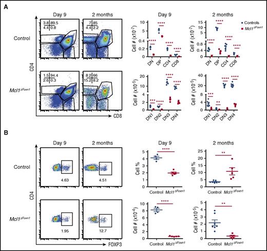 Figure 2. Reduced thymocytes and thymic Foxp3+ Treg cells in Mcl1ΔFoxn1 mice. (A) Flow cytometry plots of CD4 vs CD8 expression on thymocytes. Graphs represent the numbers of different thymocyte and DN subsets in the thymus. (B) Flow cytometry plots of CD4 vs FOXP3 gated on CD4 single positive thymocytes, with the proportion of cell bounded by regions indicated. Graphs show the proportion and number of thymic FOXP3+ Treg cells from controls and Mcl1ΔFoxn1 mice at the indicated ages. Data representative of at least 2 independent experiments are shown (except Treg cell data for 2 months). Graph bars indicate mean ± SEM and groups were compared with a Student t test (2 sided, unpaired). **P < .01; ***P < .001; ****P < .0001. The control group combines various combinations of genotypes (Foxn1Cre/+Mcl1+/+, Foxn1+/+Mcl1lox/+, Foxn1+/+Mcl1lox/lox, Foxn1Cre/+Mcl1lox/+) that showed no differences from each other in separate experiments (n ≥ 3/group; where n represents the number of mice per group with each point denoting a mouse).