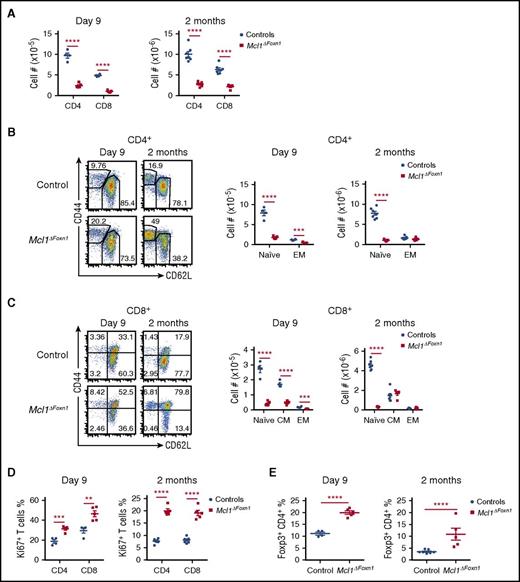 Figure 3. Deficiency in peripheral naïve T cells in Mcl1ΔFoxn1 mice. (A) Graphs show the numbers of CD4+ and CD8+ T cells gated on splenic TCRβ+. Flow cytometry plots of CD44 vs CD62L gated on splenic TCRβ+CD4+ (B) or TCRβ+CD8+ (C) T cells. Graphs show the numbers of naïve (CD44low/CD62Lhigh), effector (CD44high/CD62Llow), and central memory (CD44high/CD62Lhigh) TCRβ+CD4+ (B) or CD8+ (C) from controls and Mcl1ΔFoxn1 mice. (D) Graphs show the proportions of proliferating (Ki67+) CD4+ and CD8+ T cells from controls and Mcl1ΔFoxn1 mice at indicated ages. (E) Graphs show the proportions of splenic Treg cells from controls and Mcl1ΔFoxn1 mice at the indicated time points. Graph bars indicate mean ± SEM and groups were compared with a Student t test (2 sided, unpaired). *P < .05; **P < .01; ***P < .001; ****P < .0001. Controls include various combinations of genotypes (Foxn1Cre/+Mcl1+/+, Foxn1+/+Mcl1lox/+, Foxn1+/+Mcl1lox/lox, Foxn1Cre/+Mcl1lox/+) that showed no differences from each other in separate experiments (n ≥ 3/group).