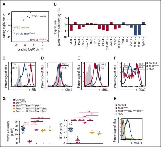Figure 5. MCL-1 is required for mature TEC survival. (A) Multidimensional scaling plot comparing RNA-sequencing expression profiles for cTECs and mTECs from 1-month-old controls and Mcl1ΔFoxn1 mice. Libraries are labeled and colored according to the genotype and TEC subset. Distances on the plot correspond to leading log 2 fold-change between each pair of samples. (B) Genes that were differentially expressed (false discovery rate < 0.05) in Mcl1ΔFoxn1 cTECs relative to controls that are involved in TEC (red) or thymocyte (blue) development. Histograms of β5t (C), CD40 (D) expression in CD45−EpCAM+MHC II+Ly51+ cTECs and MHC I (E), CD80 (F) in CD45−EpCAM+MHC II+ TECs isolated from 5-week-old mice (blue and red histograms show controls and Mcl1ΔFoxn1 mice, respectively). (G) Thymic cellularity (left) and TEC (CD45−MHC II+EpCAM+) numbers (right) of 4- to 7-week-old mice of the indicated genotypes. (H) Histogram of flow cytometric analysis of MCL-1 expression in CD45−EpCAM+MHC II+ TECs isolated from 4- to 7-week-old mice of the indicated genotypes. Data are representative of 3 independent experiments (n ≥ 2/group) (except A-F). Graph bars indicate mean ± SEM and groups were compared with a Student t test (2 sided, unpaired). **P < .01; ***P < .001; ****P < .0001.