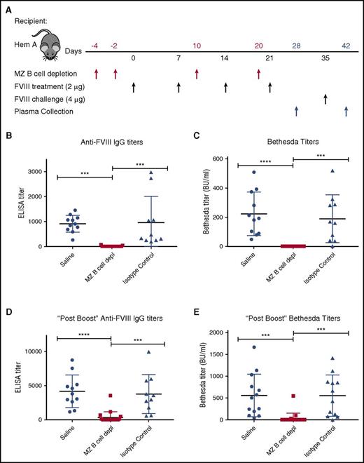 Figure 3. MZ B-cell depletion prevents FVIII inhibitor development. (A) Mice with hemophilia A (Hem A) received MZ B-cell–depleting antibodies (MZ B cell depl), isotype control antibody, or saline at the indicated time points (red arrows), followed by FVIII at the specified dose (black arrows). After 4 weekly doses of 2 μg of FVIII, day 28 plasma was evaluated for anti-FVIII IgG by ELISA (B) and inhibitor titer by Bethesda assay (C). After an additional “boost” dose of 4 μg of FVIII on day 35, day 42 plasma was evaluated for anti-FVIII IgG by ELISA (D) and inhibitor titer by Bethesda assay (E). Error bars indicate SD. Horizontal lines represent mean of each group. ***P < .0002, ****P < .0001, 1-way ANOVA, post hoc Tukey test.