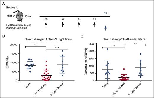 Figure 4. Rechallenge with FVIII after MZ B-cell repopulation results in primary immune response. (A) Mice with hemophilia A that previously underwent MZ B-cell depletion (MZ B cell depl) with FVIII challenge, received a “rechallenge” with 2 μg of FVIII at the indicated time points (black arrows), followed by plasma collection 1 week after the last injection (blue arrow). Plasma was evaluated for anti-FVIII IgG by ELISA (B) and inhibitor titer by Bethesda assay (C). Error bars indicate SD. Horizontal lines represent mean of each group. **P < .003, ***P < .0002, 1-way ANOVA, post hoc Tukey test.