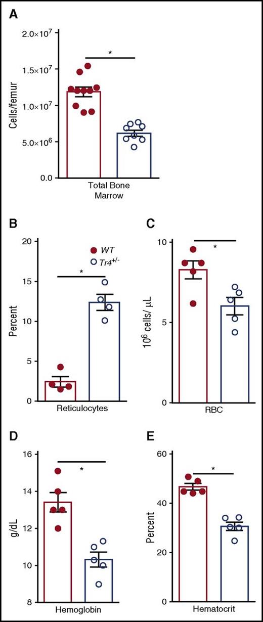 Figure 1. Tr4 heterozygous mutant mice are anemic. (A) The number of total bone marrow cells was quantified in WT (closed circles) and Tr4+/− (open circles) femurs. Peripheral blood was collected from 6- to 8-week-old WT (Tr4+/+; closed circles) or heterozygous mutant (Tr4+/−; open circles) B6 congenic mice and then stained with o-thiazole orange to determine the percentage of (B) reticulocytes and CBCs to analyze the (C) concentration (RBC), (D) Hb, and (E) hematocrit in triplicate samples. *P ≤ .05 as determined by Student t test comparing Tr4+/− with WT.