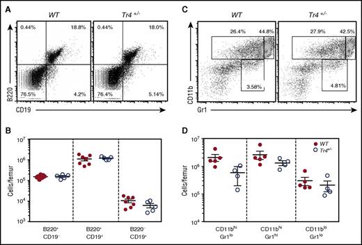 Figure 4. No significant differences in B- or myeloid cell populations in the adult bone marrow of Tr4+/− mice. (A,C) Representative flow cytometric diagram of total bone marrow cells recovered from 6- to 8-week-old WT (closed circles) or Tr4 heterozygous mutant (open circles) mice. RBCs were lysed and then the remaining bone marrow cells were stained with (A) α-B220 and α-CD19 for B-cell analysis or with (C) α-CD11b and α-Gr1 for myeloid cell analysis. The total number of cells per femur was quantified for the gates indicated in panels A and C. (B,D). No significant differences were observed by Student t test comparing Tr4 heterozygous mutant with WT bone marrow cells.
