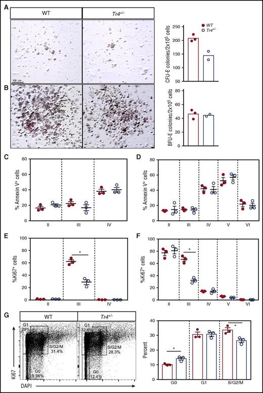 Figure 5. Tr4 heterozygous mutation results in decreased erythroid cell proliferation without altering apoptosis. Colony-forming assays were performed by plating lineage negative bone marrow cells in erythroid MethoCult (M3334; see “Materials and methods”), imaged, (A) the number of erythroid colony-forming unit (CFU-E) colonies quantified after 3 days and (B) burst-forming unit (BFU-E) colonies after 14 days. (C,D) Bone marrow cells were isolated from WT and Tr4+/− femurs and stained with α-CD71, α-TER119, α-CD44 (as in Figure 2), and Annexin V antibodies (to assess apoptosis), and the total percentage of cells within each gate were quantified. (E,F) Bone marrow cells were stained with α-CD71, α-TER119, α-CD44, and α-Ki67 antibodies (to assess proliferation), and the total percentage of cells within each gate was quantified. (G) Stage III (CD71+TER119+) erythroid cells were stained with α-Ki67 and DAPI antibodies. Gating for stages of proliferation are indicated on the left and the percentage of cells within each gate is graphed on the right. *P ≤ .05 as determined by Student t test comparing Tr4 heterozygous mutant with WT bone marrow cells.