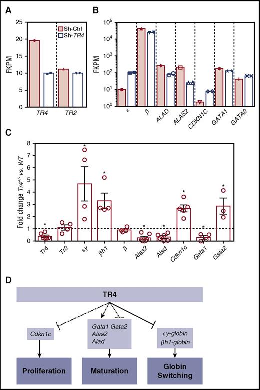 Figure 6. Altered expression of select erythroid differentiation and proliferation genes upon reduction of TR4 activity in human and murine erythroid cells. (A,B) RNA-seq analysis from CD34+ cells infected with a sh-TR4 lentivirus, as previously reported,36 and RNA-seq results from control jumbled shRNA (shaded bars) or the shRNA-TR4 (white bars) values are represented as fragments per kilobase per million reads (FKPM).36 (C) qRT-PCR quantification of multiple genes expressed in erythroid cells of stage III (CD71+TER119+) cells sorted from both WT and Tr4+/− mouse total bone marrow. The fold changes were calculated using ∆∆Ct with WT set to 1 (indicated by the dashed line). (D) Schematic summarizing the known functions of TR4 in murine erythroid cells, including these data. Dashed lines indicate correlative data indicating Cdkn1c, Gata1, Alas2, Alad, and Gata2 are TR4 candidate target genes regulating erythroid proliferation and maturation. Solid arrows from TR4 to εy-globin and βh1-globin indicate direct transcriptional regulation during globin switching. *P ≤ .05 as determined by Student t test comparing Tr4 heterozygous mutant with WT FACS-purified CD71+TER119+ cells.