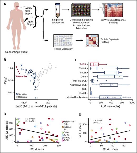 Figure 1. Venetoclax shows strongest differential ex vivo response in T-PLL samples and is correlated with BCL-2 expression. (A) Lymph node and liquid biopsies were taken from consenting patients and used for expression profiling via TMAs and ex vivo drug-response profiling (n = 86). (B) Volcano blot, demonstrating mean differential AUCs (ΔAUCs) plotted for individual compounds comparing ex vivo effects in T-PLL vs non-T-PLL samples (n of compounds = 106). Blue circles indicate compounds hitting more specifically T-PLL than non-T-PLL samples (negative ΔAUCs). Gray circles indicate compounds hitting more specifically non-T-PLL than T-PLL samples (positive ΔAUCs). Venetoclax is highlighted in red as the most specific T-PLL compound identified in the drug screening. (C) AUCs of venetoclax in individual ex vivo samples stratified by indication (n = 86). (D) Comparison of AUCs of venetoclax and corresponding BCL-2 expression score by indication (n = 37). (E) Correlation of MCL-1 and BCL-XL expression scores of individual samples (n = 34). B-ALL, B-cell acute lymphoblastic leukemia; T-LBL, T-cell lymphoblastic lymphoma; T-NHL, T-cell non-Hodgkin lymphoma.