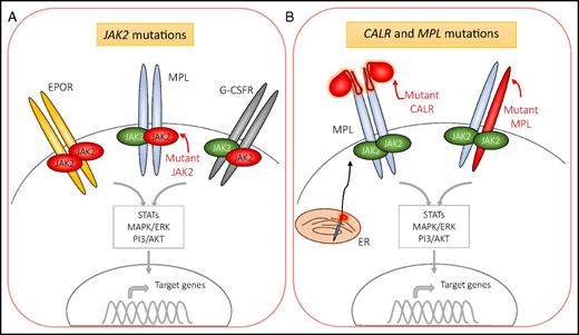 Figure 1. Mutations in JAK2, CALR, and MPL drive excessive myeloproliferation via constitutively active signaling downstream of JAK2. JAK2 associates with the cytoplasmic portion of a variety of receptors, such as those for erythropoietin (EPOR), thrombopoietin (MPL), and granulocyte/macrophage colony-stimulating factor (G-CSFR). JAK2 is also activated in response to additional cytokines (eg, growth hormone and IL-5) (not shown). (A) Mutant JAK2, shown in red, is constitutively active and leads to variable levels of erythroid, megakaryocytic, and, to a lesser degree, granulocytic proliferation and differentiation. It is unclear whether mutant JAK2 dimerizes with mutant or wild-type JAK2 with respect to the individual receptors. (B) Mutations in CALR and MPL result in aberrant activation of signaling downstream of the MPL receptor. Mutant CALR complexes with MPL in the ER. Both mutations in CALR and MPL result in receptor dimerization and activation of JAK2. MAPK/ERK, mitogen-activated protein kinases/extracellular signal-regulated kinases; PI3/AKT, phosphoinositide 3-kinase/serine/threonine kinase Akt; STAT, signal transducer and activator of transcription.