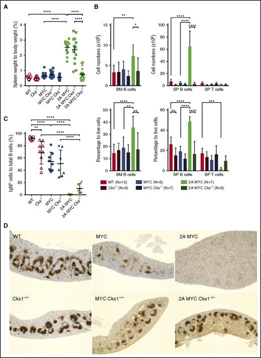 Figure 1. Cks1 knockout decreases the pretumor B-cell population in LMP2A/λ-MYC mice. (A) Spleens were isolated from 4-week-old mice at the pretumor stage, and spleen weights as a percentage of whole body weight are indicated. (B) Lymphocytes were isolated from the bone marrow (BM) and spleens (SP) of pretumor mice, and their B- and T-cell numbers and percentages were calculated by flow cytometry stained with B220-allophycocyanin and CD3ε- phycoerythrin antibodies. Data represent the mean ± standard deviation. (C) The percentage of IgM-positive cells to total splenic B cells were calculated by staining with IgM-FITC antibody. (D) Representative immunohistochemical analysis of 4-week-old mouse spleens from 3 mice of each genotype stained with B220 (original magnification ×4). The statistic differences of Cks1 knockouts against their controls are indicated with thick lines. *P < .05, **P < .01, ***P < .001, ****P < .0001, calculated by 1-way ANOVA with post hoc multiple comparison tests. MYC, λ-MYC mice; 2A MYC, LMP2A/λ-MYC mice.
