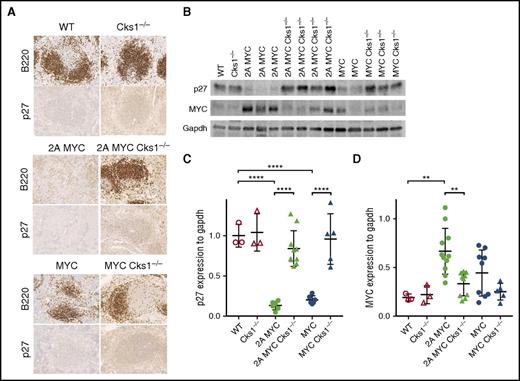 Figure 2. Loss of Cks1 restores p27kip expression in pretumor spleens of LMP2A/λ-MYC and λ-MYC mice. (A) Representative immunohistochemical analysis of spleens from 4-week-old mice stained with p27kip1 (original magnification ×40). Representative B- and T-cell areas in white pulps are shown from a total of 3 mice of each genotypes. (B) Representative immunoblots of p27kip1 and MYC expression in purified splenic B cells from 4-week-old mice. (C) P27kip1 and (D) MYC expression were normalized to Gapdh (a loading control). The statistical differences of Cks1 knockouts against their controls are indicated with thick lines. Data represent the mean ± standard deviation. **P < .01, ****P < .0001, calculated by 1-way ANOVA with post hoc multiple comparison tests.