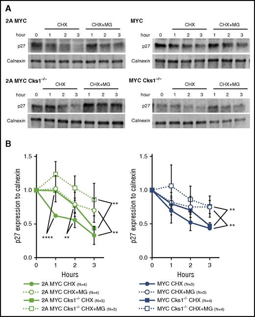 Figure 4. Loss of Cks1 stabilizes p27kip1 in a proteasome-dependent manner. (A) Representative immunoblot analyses of p27kip1 expression in purified splenic pretumor B cells from 4-week-old mice after treatment with 25 μg/mL CHX with or without 40 μM MG-132 (MG) at indicated time points at 37°C. (B) The fold reduction of p27kip1 after CHX treatment was normalized to calnexin (a loading control), and the fold reduction of p27kip1 was calculated using cells at 0 hour of each genotype as the control. Combined data from 3 to 4 different mice represent the mean ± standard deviation. **P < .01, ****P < .0001 were calculated by 2-way ANOVA with multiple comparison tests.