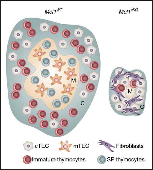 In the wild-type thymus (Mcl1WT), cortex (C) and medulla (M) architecture is well organized. In the cortex, cTECs interact with immature thymocytes (including DN and DP). In the medulla, mTECs interact with positively selected single positive (SP) thymocytes (including CD4SP and CD8SP). Specific deletion of MCL-1 in TECs (Mcl1cKO) results in the deficiency of medulla formation and the disruption of thymic architecture with overpopulation by fibroblasts, which eventually leads to thymic hypoplasia (loss of the majority of thymocytes). Professional illustration by Somersault18:24.