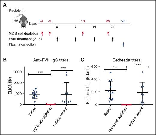 Depletion of splenic MZ B cells prevents development of anti-FVIII antibodies. (A) FVIII-KO mice were treated with MZ B-cell–depleting antibodies, an isotype control antibody, or saline (red arrows) beginning 4 days before initial exposures to intermediate doses of FVIII (black arrows). Plasma was collected 1 week after the fourth weekly FVIII infusion (blue arrow) and analyzed by enzyme-linked immunosorbent assay (ELISA) (B) and Bethesda assay (C) to determine total and inhibitory anti-FVIII antibody titers, respectively. MZ B-cell depletion completely ablated the primed anti-FVIII antibody response, indicating a key role for MZ B cells in initiating the naive anti-FVIII immune response. Mice receiving subsequent FVIII injections following a delay to allow MZ B-cell reconstitution developed anti-FVIII antibodies (not depicted here), indicating that MZ B-cell depletion alone was insufficient to achieve peripheral tolerance to FVIII. BU, Bethesda units. ***P < .0002, ****P < .0001, 1-way analysis of variance, post hoc Tukey test. This figure has been adapted from Figure 3A-C in the article by Zerra et al that begins on page 2559.
