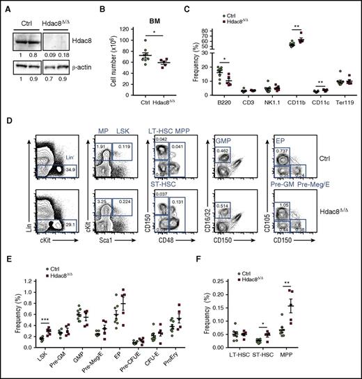Figure 2. Hdac8 deficiency results in altered hematopoietic output over time. (A) Western blot analysis of Hdac8 and β-actin in control (Ctrl) or Mx1-Cre/Hdac8f/f(y) BM (13-15 months old) >1 year after poly (I:C) treatment. (B) Total number of BM cells harvested from Hdac8Δ/Δ (n = 5) or Ctrl (Hdac8f/f(y) ; n = 8) 1 year after poly (I:C) induction. (C) Frequency of lymphoid and myeloid lineage populations in Hdac8Δ/Δ (n = 5) or Ctrl (n = 8) BM assessed by fluorescence-activated cell sorting (FACS). (D) Representative FACS plots showing gating strategy and frequency of phenotypic populations including LSKs, LT-HSCs, ST-HSCs, MPPs, GMPs, pre-GMs, pre-Meg/Es, and EPs from Hdac8Δ/Δ or Ctrl BM. (E) Frequency of LSK, myeloid/erythroid progenitor populations in Hdac8Δ/Δ (n = 5) or Ctrl (n = 8) BM. (F) Frequency of LT-HSC, ST-HSC, and MPP subsets in Hdac8Δ/Δ (n = 5) or Ctrl (n = 8) BM. Lines indicate mean ± SEM. *P < .05, **P < .01, ***P < .001. MP, myeloid progenitor.