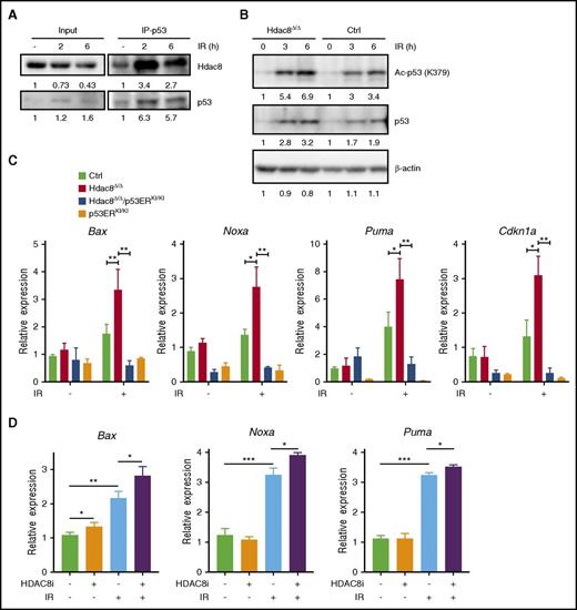 Figure 4. Hdac8 modulates stress-induced p53 acetylation and target gene expression. (A) Coimmunoprecipitation (IP; anti-p53) and immunoblotting (anti-HDAC8 or anti-p53) analyses in 32D cells before or 2 to 6 hours after exposure to radiation (3 Gy). (B) Western blot analysis of acetylated p53, total p53, and β-actin before and after (3-6 hours) after irradiation (IR; 3 Gy) in control (Ctrl) or Hdac8Δ/Δ BM (2-3 months old) cells. (C) Relative expression of Bax, Noxa, Puma, and Cdnk1a, without IR and 6 hours after IR (3 Gy) in Ctrl, Hdac8Δ/Δ, Hdac8Δ/Δ/p53ERKI/KI, or p53ERKI/KI BM cells, measured by qRT-PCR assays. Bars represent mean ± standard deviation (n = 3-5). (D) Relative expression of p53 targets Bax, Noxa, and Puma in WT BM cells treated with HDAC8-selective inhibitor 22d (10 μM for 2 hours) or vehicle, without IR or 6 hours after IR (3 Gy). *P < .05, **P < .01, ***P < .001.