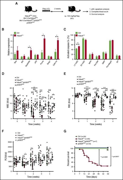 Figure 6. Hyperactivation of p53 mediates hematopoietic deficiency and increased lethality in Hdac8-deficient mice challenged with serial 5-FU. (A) Schematic of experimental design. Two-month-old mice were induced by 7 doses of poly (I:C) and complete blood count analyzed 2 weeks later (time 0), followed by 5-FU (100 mg/kg) injection every 7 days. Mice were monitored for survival or analyzed for phenotypic HSPC populations by flow cytometry. (B) Relative expression of p53 and p53 target genes Bax, Bid, Gadd45b, Puma Stag1, and Cdkn1a in control (Ctrl) or Hdac8Δ/Δ LT-HSCs 2 days after treatment with 5-FU (100 mg/kg). (C) Frequency of activated caspase 3+ cells in phenotypic HSPC subpopulations 2 days after 5-FU treatment in Ctrl or Hdac8Δ/Δ mice (n = 3). Shown is mean ± SEM. (D-F) Weekly white blood cell (WBC), red blood cell (RBC), and platelet (PLT) counts of 5-FU–treated mice (Ctrl, n = 34; Hdac8Δ/Δ, n = 30; Hdac8Δ/Δ/p53ERKI/KI, n = 7; p53ERKI/KI, n = 10). Mean ± SEM is shown. (G) Kaplan-Meier survival curves of serial 5-FU–treated Ctrl (n = 34), Hdac8Δ/Δ (n = 30), Hdac8Δ/Δ/p53ERKI/KI (n = 7), or p53ERKI/KI (n = 10) mice. *P < .05, **P < .01, ***P < .001.