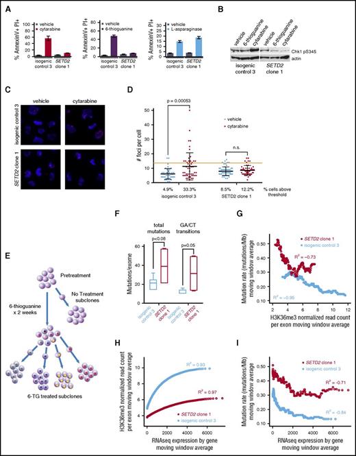 Figure 2. SETD2 alteration impairs the DNA damage response and increases mutation rate at sites of diminished H3K36me3. (A) MOLM-13 SETD2 clone 1 and MOLM-13 isogenic control 3 were treated with cytarabine (100 nM), 6-TG (200 nM), or l-asparaginase (0.001 IU/μL) and assessed for apoptosis by flow cytometry after staining for AnnexinV and propidium iodide (PI) 24 to 48 hours later. (B) Western blots for Chk1 phospho-S345 of MOLM-13 SETD2 clone 1 and MOLM-13 isogenic control 3 treated with vehicle, 6-TG, (200 nM) or cytarabine (100 nM) for 4 hours. (C) MOLM-13 isogenic lines were treated with cytarabine or vehicle and examined for γ-H2A.X foci. Representative images shown. Primary stain: rabbit anti-gamma H2AX phospho S139; secondary stain: anti-rabbit Alexa647; counterstain: DAPI. Original magnification ×40. (D) The number of foci per cell were quantified in ImageJ for each condition. The red threshold is twice the standard deviation above the mean number of foci in the vehicle-treated isogenic control. A Student t test was performed between each pair of treatments. (E) Schema of experimental approach. MOLM-13 SETD2 clone 1 or isogenic control 3 cells were treated with 6-TG (200 nM) or vehicle for 14 days and then single-cell sorted to obtain subclones with clonal mutations. Whole exome sequencing (WES) was performed on 10 6-TG–treated subclones (4 SETD2-mutant and 6 isogenic control) and 1 each of vehicle-treated SETD2-mutant and isogenic control subclones. The pretreatment SETD2-mutant or isogenic control clones were subjected to WES, H3K36me3 ChIP-Seq, and total RNAseq. (F) The number of novel mutations for each 6-TG–treated MOLM-13 SETD2-mutant or isogenic control subclone compared with its matched pretreatment clone was determined based on WES. The total mutations and expected GA/CT transitions are shown. (G) Exons were ordered by the amount of normalized H3K36me3 for both the SETD2-mutated and isogenic control clones. Mutation rates were calculated using a moving window average, dividing the total number of mutations by the number of base pairs for each window. The average H3K36me3 level for each window was also determined, in each clone. A Pearson’s correlation was used to calculate the R2 value for each clone. (H) Moving window average of H3K36me3 levels arranged by gene expression level on RNAseq. (I) Mutation rates were calculated using a moving window average of genes by expression profile. The average expression level for each window was also determined and a Pearson’s correlation was used to calculate the R2 value for the MOLM-13 isogenic control and the MOLM-13 SETD2-mutant clone.