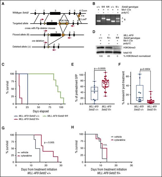 Figure 3. Setd2 heterozygous loss leads to decreased leukemia latency and cytarabine resistance in vivo. (A) Schema for conditional knockout of the third exon of Setd2. (B) PCR of genomic DNA of bone marrow from mice with wild-type, homozygous, or heterozygous exon 3 of Setd2 with the flanking loxP site crossed with Mx1-cre, with or without the induction of excision by polyinosinic:polycytidylic acid, as indicated. (C) Lin-Kit+Sca1+ bone marrow cells from Setd2fl/fl, Setd2fl/+, or Setd2+/+ Mx1-cre mice were transduced with a MSCV-IRES-MLL-AF9-GFP construct and 200 000 GFP+ preleukemic cells were injected into lethally irradiated C57BL/6 recipients. Mice were monitored daily and killed when they appeared moribund or showed signs of sickness. (D) Western blot for H3K36me3 in secondary MLL-AF9 Setd2+/+, Setd2fl/+, or Setd2fl/fl Mx1-cre leukemia. H3K36me3 levels were quantified and normalized to the level of total H3 in each lane. (E) A total of 200 000 bone marrow cells from mice with primary MLL-AF9 Setd2fl/+ Mx1-cre or Setd2+/+ Mx1-cre leukemia were injected into secondary C57BL/6 recipients. Mice with secondary MLL-AF9 Setd2+/+ Mx1-cre (n = 9) or Setd2fl/+ Mx1-cre (n = 24) leukemia received a single dose of cytarabine when their PB GFP was ∼30% and were rebled 12 to 16 hours later to determine the reduction in cell number, expressed as a percentage of pretreatment GFP or (F) stained with AnnexinV to determine the amount of apoptosis after treatment. (G) Mice with secondary MLL-AF9 Setd2+/+ Mx1-cre leukemia initiated treatment with 5 days of cytarabine (n = 5) or vehicle (n = 6) when PB GFP was ∼5%. (H) Mice with secondary MLL-AF9 Setd2fl/+ Mx1-cre leukemia initiated treatment with 5 days of cytarabine (n = 5) or vehicle (n = 6) when PB GFP was ∼5%.