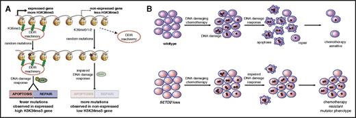 Figure 5. Proposed model of H3K36me3 and DNA damage repair, SETD2 loss, and chemotherapy resistance. (A) The interaction of SETD2 with RNA polymerase leads to high levels of H3K36me3 on expressed genes, which localize several known DNA damage–recognition proteins to the region, even in the absence of DNA damage. DNA damage in those regions is rapidly recognized by local DDR machinery, leading to downstream signaling, including Chk1 phosphorylation and DNA repair and/or apoptosis, and consequently the acquisition of few mutations. In regions of nonexpressed genes, H3K36me3 is low and there is relatively less localization of DDR machinery. This leads to relatively less DDR activation, and DNA damage goes unrecognized and unrepaired, leading to cell survival with concurrent mutations. (B) In wild-type cells, chemotherapy-induced DNA damage triggers DDR, resulting in some repair, but significant apoptosis. In SETD2-mutant cells, the relative lack of DDR results in less repair, but also less apoptosis, leading to the survival of mutated cells.
