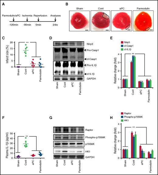 Figure 6. Par-1–specific parmodulin ameliorates inflammasome activation in myocardial IRI. (A) Experimental design. (B-C) The biased PAR-1 antagonist parmodulin-2 (5 mg/kg) reduces the infarcted area to the same extent as aPC. Representative heart sections showing infarcted area detected by TTC staining (infarcted area encircled by dashed line; size bar, 20 µm) (B) and dot plot summarizing data (C). (D-H) Treatment of mice with parmodulin-2 reduces markers of inflammasome activation and mTORC1 signaling as efficiently as aPC. Representative immunoblots showing cardiac Nlrp3 expression and cl-Casp1 and cl–IL-1β (D) and bar graph summarizing results, with glyceraldehyde-3-phosphate dehydrogenase (GAPDH) as loading control (cont) (E). (D) Arrowheads indicate inactive (white) and active (black) forms of caspase-1 or IL-1β. (E) The active form was quantified. Dot plots summarizing plasma IL-1β (F) and representative immunoblots showing Raptor and HK1 expression and total and phosphorylated p70S6K (G) and bar graph summarizing results, with GAPDH as loading control (H). Sham-operated mice (sham) or mice with myocardial IRI without (cont; PBS) or with aPC (aPC) or parmodulin-2 (parmodulin) pretreatment. Data shown represent mean ± SEM of at least 6 mice per group (B-H). **P < .01; analysis of variance (C,E-F,H).