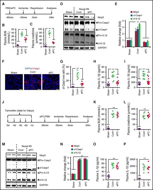Figure 7. aPC restricts Nlrp3 inflammasome activation in renal IRI. (A) Experimental design. aPC treatment reduces plasma BUN (B) and creatinine (C) levels in mice with bilateral renal pedicle occlusion (30 minutes) and reperfusion for 24 hours. (D-I) aPC reduces renal IRI-induced inflammasome activation. Representative immunoblots of renal Nlrp3 expression and cl-Casp1 and cl–IL-1β (D) and bar graph summarizing results, with glyceraldehyde-3-phosphate dehydrogenase (GAPDH) as loading control (cont) (E). (D) Arrowheads indicate inactive (white) and active (black) forms of caspase-1 or IL-1β. (E) The active form was quantified. Representative images of active caspase-1 within renal medullary tubular cells (frozen sections antibody specific for cl-Casp1; size bar, 20 µm) (F) and dot plot summarizing data (G). Dot plots summarizing plasma IL-1β (H) and IL-18 levels (I). (J) Experimental design. (K-P) aPC fails to reduce Nlrp3 expression, cl-Casp1 or cl–IL-1β, or plasma IL-1β or IL-18 levels in Nlrp3V-ER mice after renal IRI. Plasma BUN (K) and creatinine (L) levels (dot plots); representative immunoblots of renal Nlrp3 expression and cl-Casp1 and cl–IL-1β) (M) and bar graph summarizing results (N). Arrowheads indicate inactive (white) and active (black) forms of caspase-1 or IL-1β (M); only the active form was quantified (N); GAPDH as loading control; dot plots of plasma IL-1β and IL-18 levels (O-P). Sham-operated mice (sham) or mice with renal IRI without (cont; PBS) or with aPC pretreatment (aPC) treatment. Data shown represent mean ± SEM of at least 6 different mice per group (B-I,K-P). **P < .01; analysis of variance (B-C,E,G-I,K-L,N-P).