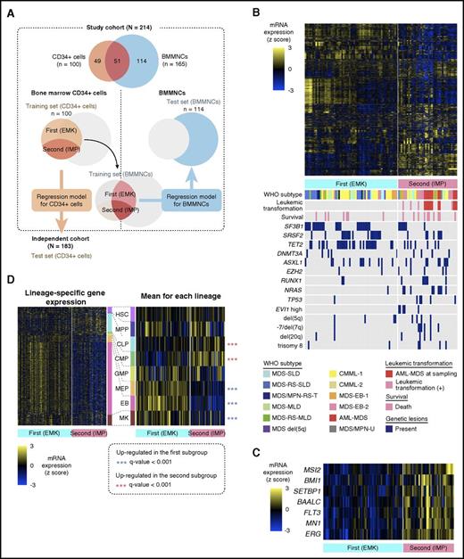 Figure 1. Study design and characterization of the gene expression–based subgroups of myelodysplasia. (A) Schematic depicting the study design. Venn diagrams show sources of RNA. The left and right halves indicate outlines of the analyses for bone marrow CD34+ cells and BMMNCs, respectively. Unsupervised clustering was performed on gene expression data of bone marrow CD34+ cells from 100 patients (training set of CD34+ cell samples), revealing 2 distinct subgroups. A regression model was constructed from the training set, followed by validation in an independent cohort (lower left). A regression model to predict the subgroups using BMMNC samples was also constructed from gene expression data of 51 patients with both CD34+ cell and BMMNC samples (training set of BMMNC samples). Prognostic significance of the model was tested in 114 patients with only BMMNC samples. (B) A heatmap shows expression levels of 3141 genes with high variability in 100 CD34+ cell samples. Each row represents 1 gene, and each column represents 1 sample. Gene expression–based subgroups, WHO subtypes, genetic lesions, and patients’ prognosis are shown below the heatmap. AML-MDS, AML with myelodysplasia-related changes; CMML, chronic myelomonocytic leukemia; MDS-EB, MDS with excess blasts; MDS-MLD, MDS with multilineage dysplasia; MDS/MPN-RS-T, MDS/MPN with ring sideroblasts and thrombocytosis; MDS/MPN-U, MDS/MPN, unclassifiable; MDS-RS-SLD, MDS with ring sideroblasts with single lineage dysplasia; MDS-SLD, MDS with single-lineage dysplasia; MDS-RS-MLD, MDS with ring sideroblasts with multilineage dysplasia. (C) A heatmap of expression levels of 7 genes of known prognostic significance in 100 CD34+ cell samples. (D) Expression levels of genes related to specific hematopoietic lineages. The left panel is a heatmap of gene expression levels in 100 CD34+ cell samples. Rows represent genes sorted according to hematopoietic lineages in which they are specifically expressed. Columns represent samples along with their gene expression–based subgroups and WHO subtypes. The middle panel represents mean z scores for each hematopoietic lineage. CLP, common lymphoid progenitor; CMP, common myeloid progenitor; EB, erythroblast; GMP, granulocyte monocyte progenitor; HSC, hematopoietic stem cell; MPP, multipotent progenitor; MEP, megakaryocyte/erythrocyte progenitor; MK, megakaryocyte.