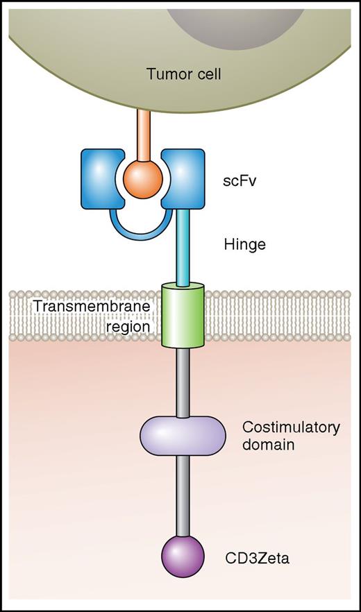 Figure 1. A diagram of a CAR is shown. The antigen-binding domain of a CAR is attached to intracellular T-cell signaling moieties by an extracellular hinge domain and a transmembrane region. The CAR antigen-binding domain is usually a scFv derived from a monoclonal antibody. Examples of costimulatory domains are CD28 and 4-1BB. The T-cell activation domain is usually from the CD3Zeta molecule. Professional illustration by Patrick Lane, ScEYEnce Studios.