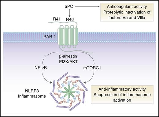 aPC is an anticoagulant serine protease that inactivates coagulation factors Va and VIIIa. In addition to its anticoagulant activity, aPC can induce anti-inflammatory cell signaling via cleavage of PAR-1 at arginine 46 (R46). Activation of PAR-1 by aPC triggers “biased” signaling via β-arrestin, phosphoinositide 3-kinase (PI3K), and AKT, leading to inhibition of NF-κB and mTORC1, and suppression of NLRP3 inflammasomes. In contrast, thrombin cleaves PAR-1 at arginine 41 (R41) and stimulates proinflammatory signaling pathways (not shown). Professional illustration by Somersault18:24.
