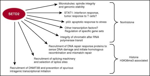 SETD2, the sole known HMT to create the histone H3 lysine 36 trimethyl (H3K36me3) modification through this histone change, mediates multiple molecular processes of gene regulation and DNA damage response. SETD2 also has nonhistone substrates with important roles in cellular homeostasis. Loss of SETD2 activity therefore may interrupt a host of critical processes that contribute to malignancy.