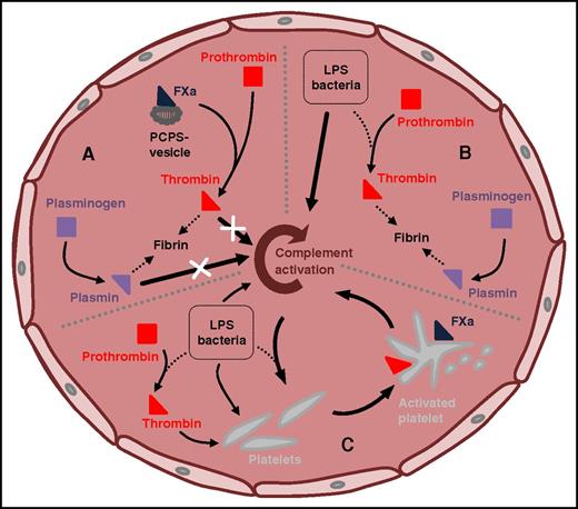 Schematic representation of results by Keshari et al and extended interpretation integrating platelets. (A) “Pure coagulopathy” model: infusion of preactivated FXa and surrogate procoagulant PCPS vesicles led to robust induction of coagulation and fibrinolytic pathways, with fulminant turnover of prothrombin, plasminogen, and fibrinogen, but did not drive measurable complement activation in the circulation. (B) Escherichia coli sepsis model: infusion of a lethal dose of E coli induced protracted activation of coagulation and fibrinolytic pathways when compared with the “pure coagulopathy” model, as evidenced by delayed but strong consumption of prothrombin, plasminogen, and fibrinogen. In addition, the sepsis model also fueled strong complement activation. Given the observed lack of complement activation in the “pure coagulopathy” model (see panel A), Keshari et al propose that lipopolysaccharide (LPS) and bacteria drive complement independently from coagulation and fibrinolysis. (C) Extended interpretation integrating platelets: bacteria, thrombin, and complement can all contribute to platelet activation, and platelet activation is strong during sepsis. The activated platelet surface provides a procoagulant surface for the prothrombinase complex (represented by FXa) and equally promotes complement activation. Thus, the activated platelet surface offers a microenvironment where factors of the coagulation and complement systems can closely and simultaneously interact. In turn, complement activation promotes platelet activation, creating a positive feedback cycle that matches the pathological exacerbations observed during sepsis.