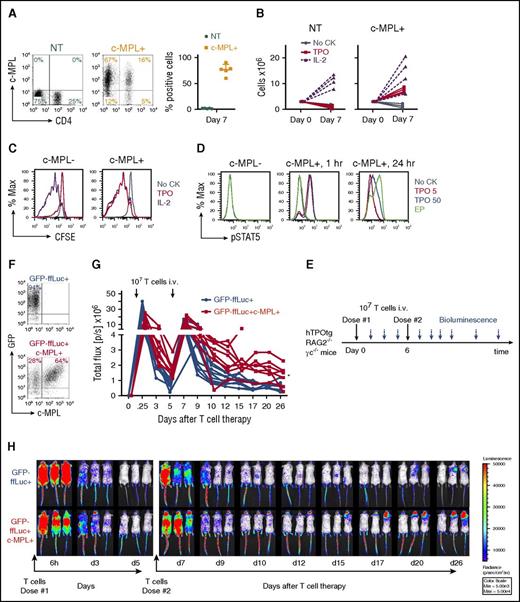 Figure 1. c-MPL expression in polyclonal human T cells produces agonist-dependent proliferation and increased persistence in vivo. (A) c-MPL expression in polyclonal CD4+ and CD8+ T cells 7 days after retroviral transduction, representative FACS plots (left) and summary (right, n = 5). NT, green circles; c-MPL-transduced (c-MPL+), orange squares, mean± SD. (B) Expansion of NT (left) or c-MPL+ (right) T cells cultured in noCK (gray circles, solid lines), TPO 50 ng/mL (red squares, solid lines), or IL-2 50 U/mL (purple triangles, dashed lines) for 7 days. Replicates for n = 4 donors. (C) CFSE dilution of c-MPL-transduced cells cultured in noCK (gray), TPO50 ng/mL (red), or IL-2 50 U/mL (purple) for 7 days, gated on c-MPL− (left) or c-MPL+ (right) cells. One representative of 3 donors. (D) c-MPL ligand induced STAT5 phosphorylation in c-MPL+ T cells after treatment of 1 or 24 hours with noCK (gray), TPO 5 ng/mL (red), TPO 50 ng/mL (blue) or eltrombopag (EP 0.1 μg/mL, green). (E) Mouse model experimental set up. (F) Transduction efficiency of T cells transduced with GFP-ffLuc alone (top) or cotransduced with GFP-ffLuc and c-MPL (lower) and injected IV into unconditioned hTPOtg-RAG2−/−γc−/− mice. (G) Summary of bioluminescent imaging data of control T cells (GFP-ffLuc+, blue circles and lines; n = 10) or c-MPL+ T cells (GFP-ffLuc+c-MPL+, red squares and lines; n = 8). *P = .0003, GFP-ffLuc+ vs GFP-ffLuc+c-MPL+, Student t test on log area under the curve for second T-cell infusion. Combined results from 2 independent experiments. (H) Three representative mice/group imaged over time by BLI; color scale 5 × 103 to 5 × 104 p/sec/cm2/sr (radiance).