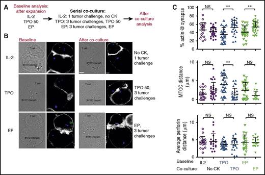Figure 4. c-MPL stimulated sequential killer T cells form more efficient immune synapses. (A) Experimental set up. (B) Representative images of immune synapses between T cells and BV173 leukemia cells. Phase contrast (left) and confocal images (right) at baseline and after coculture. Actin (white), pericentrin (blue), perforin (green). (C) Quantification of the percentage actin at the synapse, the distance of the microtubule organization center to the synapse, and the perforin distance to the synapse. n = 3, mean ± SD. **P ≤ .01; Student t test on log transformed data. NS, not significant.