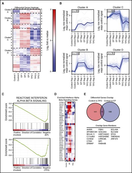 Figure 5. c-MPL signaling in tumor-targeted TCR-transgenic T cells is immune stimulatory. (A) Heat map of median normalized differential gene expression clustered by overall expression behavior. (B) Control signal mean normalized expression behavior of highlighted clusters from heat map. (C) Gene set enrichment analysis output for reactome interferon α β signaling gene set showing correlation between control and EP treatment, and control and TPO treatment. (D) Heat map of enriched genes in interferon α β signaling genes. (E) Genes in the overlap of the control vs EP and control vs TPO differential genes.