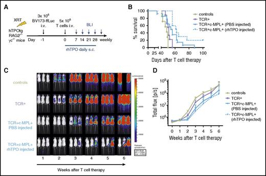 Figure 6. c-MPL signaling in T cells significantly enhances antitumor function in a leukemia xenograft model. (A) Experimental set up. (B) Kaplan-Meier survival analysis. Survival of hTPOtg-RAG2−/−γc−/− mice, injected with BV173-ffLuc+ cells and treated with control T cells (n = 7), TCR+ T cells (n = 9), TCR+c-MPL+ T cells and PBS injections (n = 14), TCR+c-MPL+ T cells and rhTPO injections (n = 10). Results combined from 3 independent experiments. Overall survival: P = .004. TCR vs TCR+c-MPL+ (PBS injected): P = .27. TCR vs TCR+c-MPL+ (rhTPO injected): P = .001. TCR+c-MPL+ (PBS injected) vs TCR+c-MPL+ (rhTPO injected): P = .07. (C) 3 representative mice/group imaged over time by BLI; color scale 5 × 103 to 5 × 104 p/sec/cm2/sr. (D) Summary of BLI data by treatment condition, results combined from 3 independent experiments, mean ± SD. Control T cells (n = 7, lime green circles solid lines), TCR+ T cells (n = 9, lavender squares solid lines), TCR+c-MPL+ T cells (PBS injected; n = 14, blue triangles up solid lines), TCR+c-MPL+ T cells (rhTPO injected; n = 10, blue triangles down dotted lines). TCR vs TCR+c-MPL+ (PBS injected): P = .004. TCR vs TCR+c-MPL+ (rhTPO injected): P = .0005. TCR+c-MPL+ (PBS injected) vs TCR+c-MPL+ (rhTPO injected): P = .088. Statistics was performed using the Student t test on log AUC at week 4 compared with week 1.