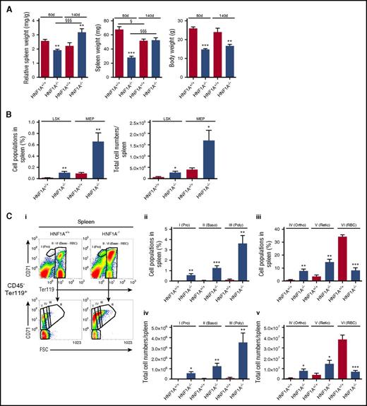 Figure 2. Extramedullary erythropoiesis in spleens of HNF1A−/−mice. (A) Relative spleen weight (left), total spleen weight (middle), and body weight (right) of 80-day-old and 140-day-old HNF1A+/+ and HNF1A−/− mice (n = 9 vs 12, and n = 5 vs 6, respectively). **P < .01 and ***P < .001 for 80-day-old or 140-day-old HNF1A+/+ vs HNF1A−/−; §P < .05 and §§§P < .001 for 80-day-old vs 140-day-old HNF1A+/+ or for 80-day-old vs 140-day-old HNF1A−/− (1-way ANOVA followed by Tukey post hoc analysis). (B-C) Splenic cell populations from HNF1A+/+ (n = 5) and HNF1A−/− (n = 6) mice with a mean age of 140 days as analyzed by flow cytometry. (B) The percentage (left) and total cell numbers (right) corresponding to LSK and MEP cell populations as indicated. (C) Representative images and gating strategy of HNF1A+/+ and HNF1A−/− erythroid populations in spleen (i). The percentage (ii-iii) and total cell numbers (iv-v) in spleen corresponding to proerythroblasts (Pro), basophilic erythroblasts (Baso), polychromatic erythroblasts (Poly), orthochromatic erythroblasts (Ortho), reticulocytes (Retic), and mature RBCs as indicated. *P < .05, **P < .01, and ***P < .001 for HNF1A+/+ vs HNF1A−/− (Student t test).