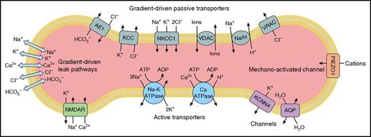 Figure 1. Model of ion transport pathways of the human erythrocyte. Ion transport pathways of the human erythrocyte are shown. Gradient-driven transport pathways include AE1: the anion exchange protein 1, band 3, encoded by SLC4A1; NKCC1 encoding Na-K-Cl cotransporter 1; KCC: K-Cl cotransporters of the family of chloride-cation cotransporters; VDAC: voltage-dependent anion channels; NHE1 encoding the sodium/hydrogen exchanger 1; and VRAC: voltage-regulated anion channels, encoded in part by SWELL1 (LRRC8A). Gradient-driven leak pathways, not otherwise identified and indicated by the arrows, also exist in mature erythrocytes. PIEZO1 is a mechano-activated channel of the erythrocyte membrane. Other erythrocyte membrane channels are the aquaporins, water channels encoded by AQP1 and AQP3, and KCNN4 encoding the Gardos channel, a calcium-activated potassium channel. Active transporters are the calcium ATPase, encoded by ATP2B4, and sodium-potassium ATPase, the multicomponent sodium pump composed of α1 and α3 isoforms, β1, β2, and β3 isoforms, and the γ modulator. NMDAR, the multicomponent N-methyl d-aspartate receptor participating in calcium regulation in erythroid cells, is also shown. Other transport pathways (eg, CO2, amino acids, glucose, urea, etc) are not shown.