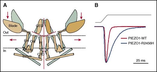 Figure 4. PIEZO1. (A) Proposed model of PIEZO channels based on cryoelectron microscopy imaging.49 Gray and tan models represent closed and open channels. Red dashed lines indicate possible ion-conduction pathways. Presumably, force-induced motion (arrows) of the peripheral blade or peripheral helices (PH) leads to conformational arrangement and gating of the channel. Reprinted from Ge et al49 with permission. (B) Human PIEZO1 channels with HX-associated mutations display slow inactivation kinetics. HEK293 cells expressing mutant PIEZO1 were stimulated by a series of mechanical steps. Representative traces of mechanically activated inward currents from cells expressing wild-type (WT; red) or mutant (blue) PIEZO1 normalized to peak. Maximum currents from each mutant are overlaid to highlight differences in inactivation kinetics.43 CED, extracellular COOH-terminal domain; CTD, intracellular COOH-terminal domain; IH, inner helix; OH, outer helix.